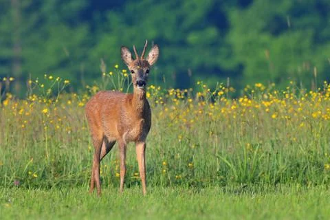 Roe deer Stock Photos