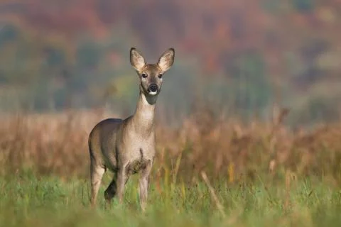Roe deer Stock Photos