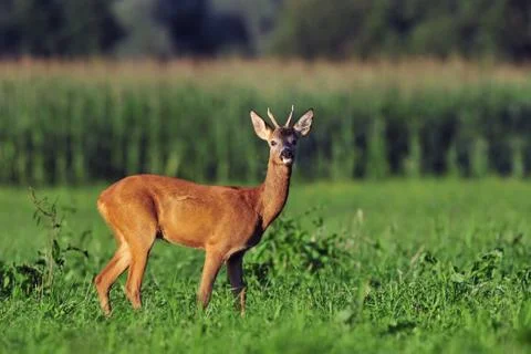 Roe deer Foto stock