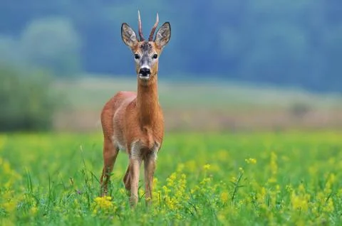 Roe deer Stock Photos