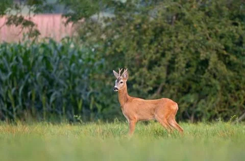 Roe deer Foto stock