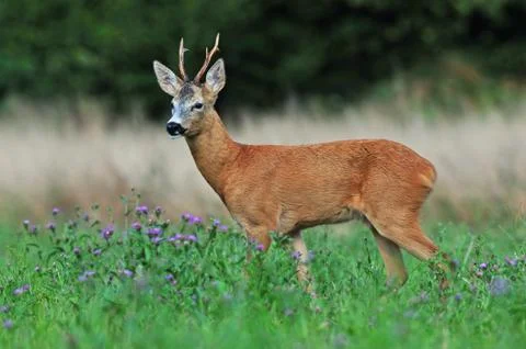 Roe deer Foto stock