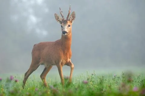 Roe deer Stock Photos