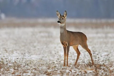 Roe deer Foto stock
