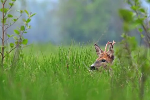 Roe deer Foto stock