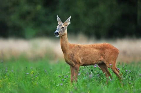 Roe deer Foto stock