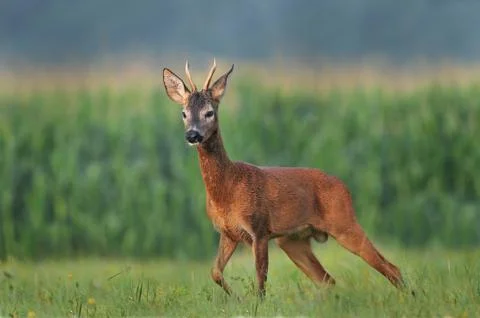 Roe deer Foto stock