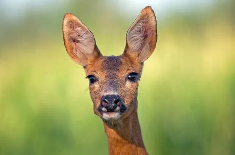 Roe deer Stock Photos