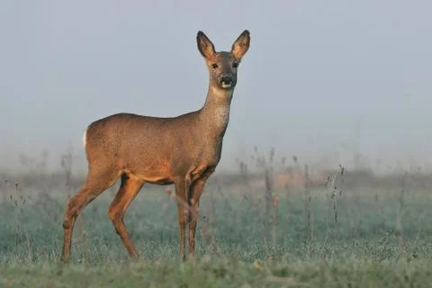 Roe deer Stock Photos