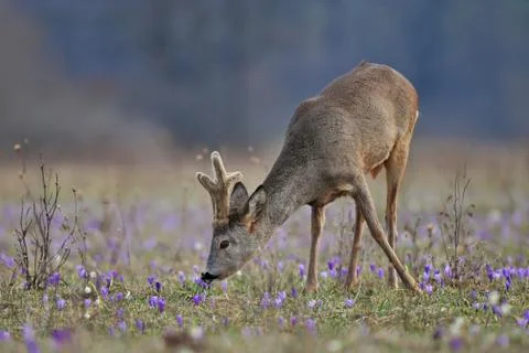 Roe deer Stock Photos