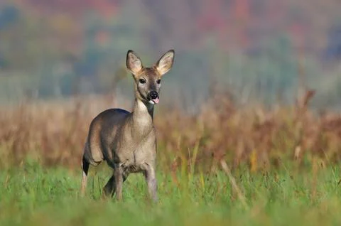 Roe deer Foto stock