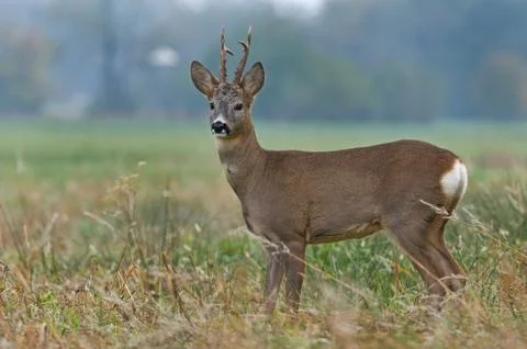 Roe deer Stock Photos