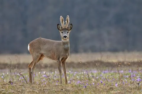 Roe deer Foto stock