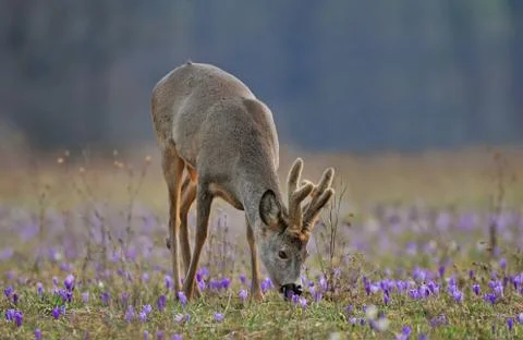 Roe deer Stock Photos