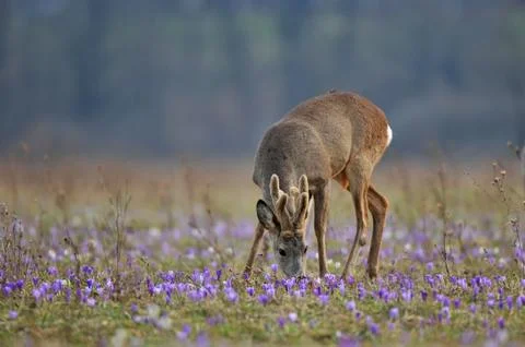 Roe deer Foto stock