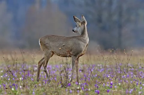 Roe deer Foto stock
