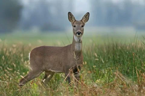 Roe deer Stock Photos