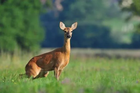 Roe deer Foto stock
