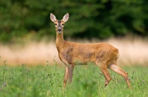 Roe deer Stock Photos