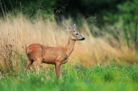 Roe deer Stock Photos