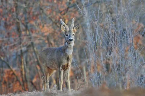 Roe deer Stock Photos