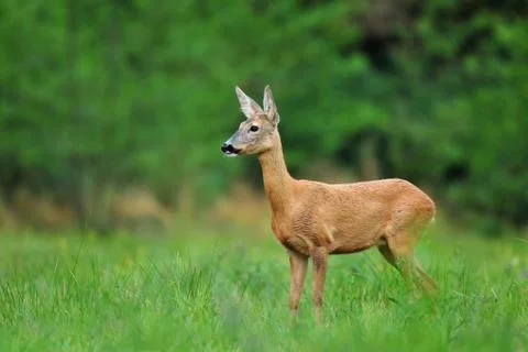 Roe deer Foto stock