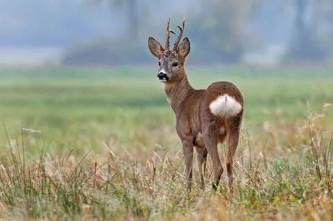 Roe deer Foto stock