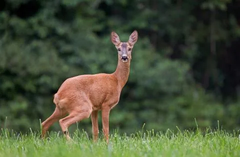 Roe deer Stock Photos