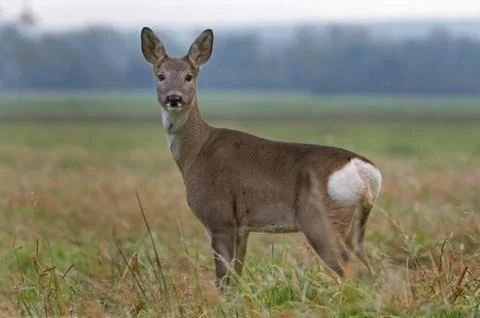 Roe deer Stock Photos