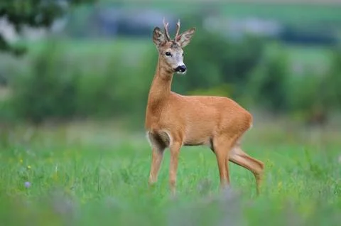 Roe deer Stock Photos