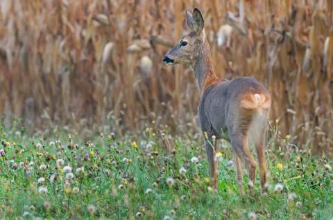 Roe deer Stock Photos