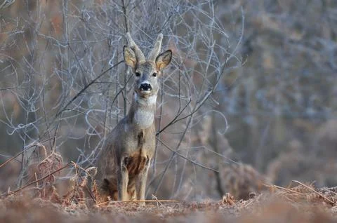 Roe deer Foto stock