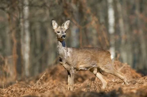 Roe deer Foto stock