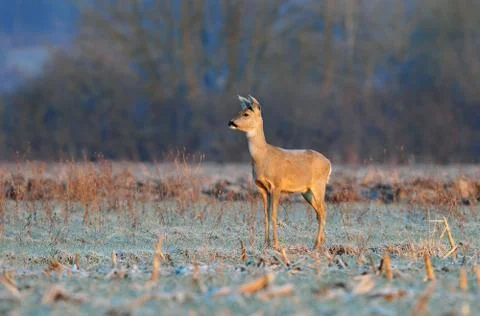 Roe deer Stock Photos