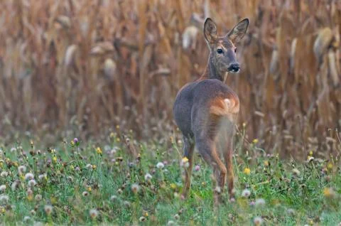 Roe deer Foto stock