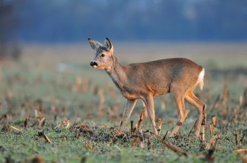 Roe deer Stock Photos