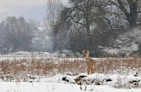 Roe deer Foto stock
