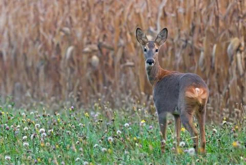 Roe deer Stock Photos
