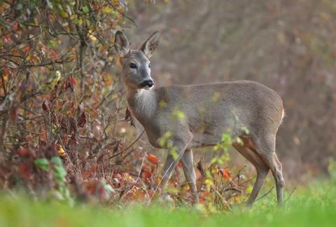 Roe deer Stock Photos