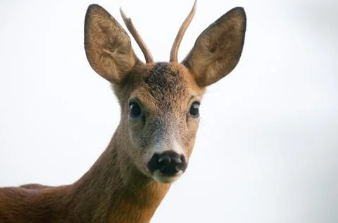 Roe deer Foto stock