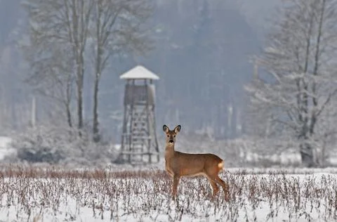 Roe deer Stock Photos