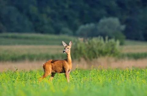 Roe deer Foto stock