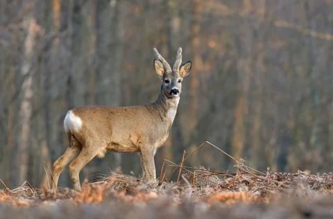 Roe deer Stock Photos