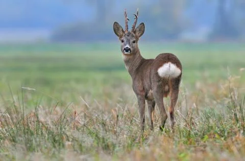 Roe deer Stock Photos