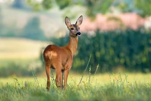 Roe deer Stock Photos