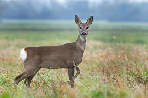 Roe deer Stock Photos