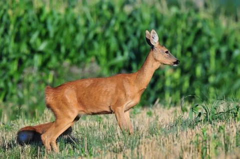 Roe deer Foto stock