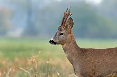 Roe deer Stock Photos
