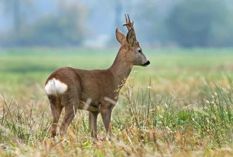 Roe deer Stock Photos