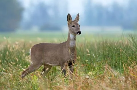 Roe deer Stock Photos